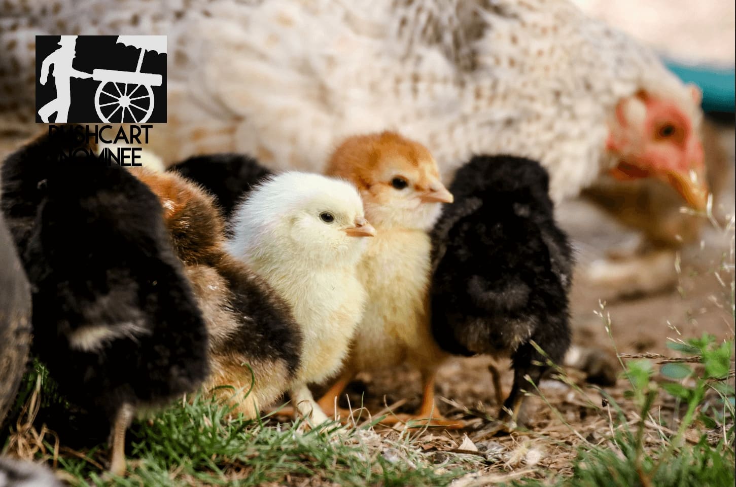 Photo of baby chicks by Michael Anfang for Unsplash