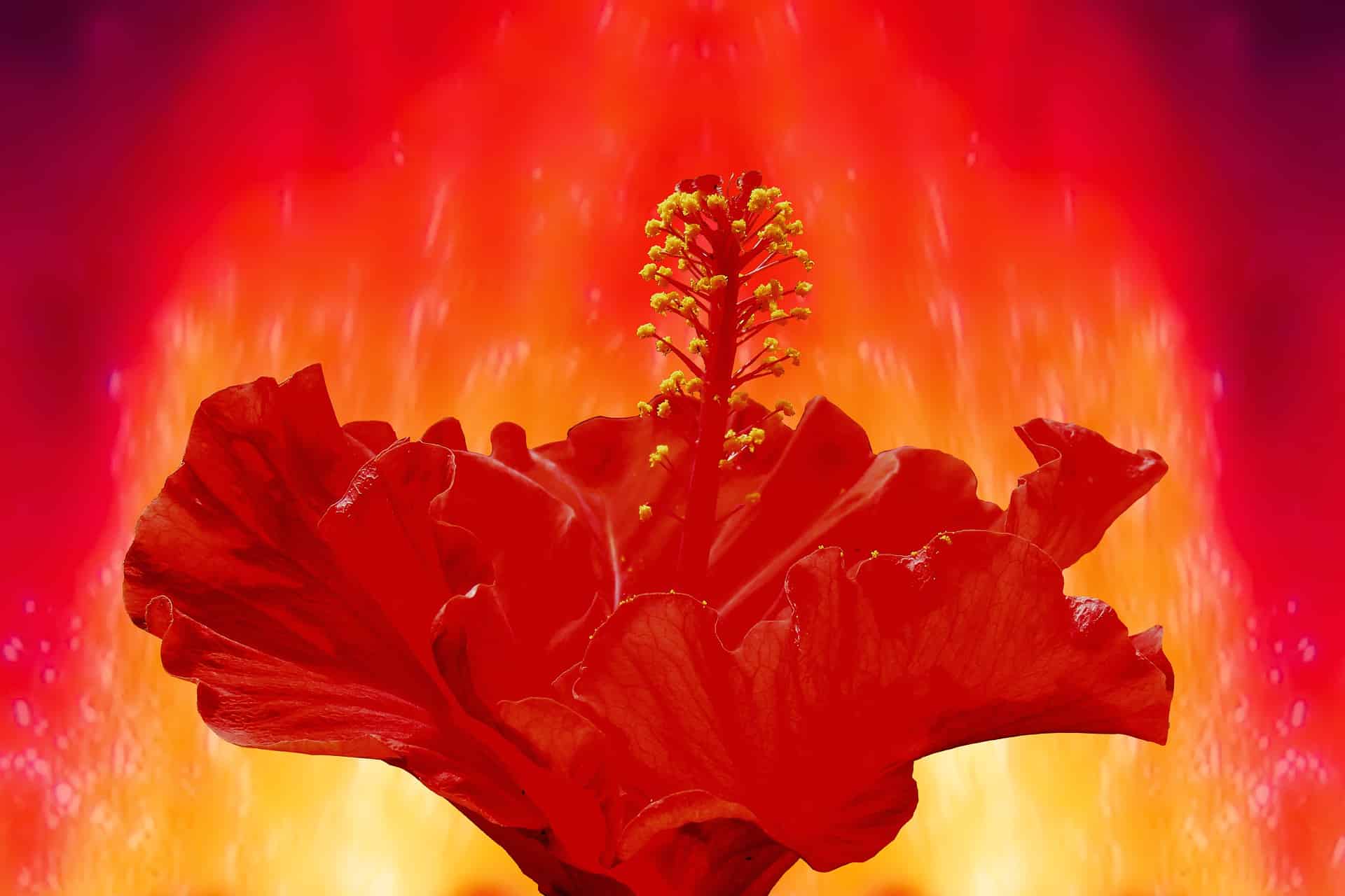 Photo of hibiscus on fire by blende12 for Pixabay