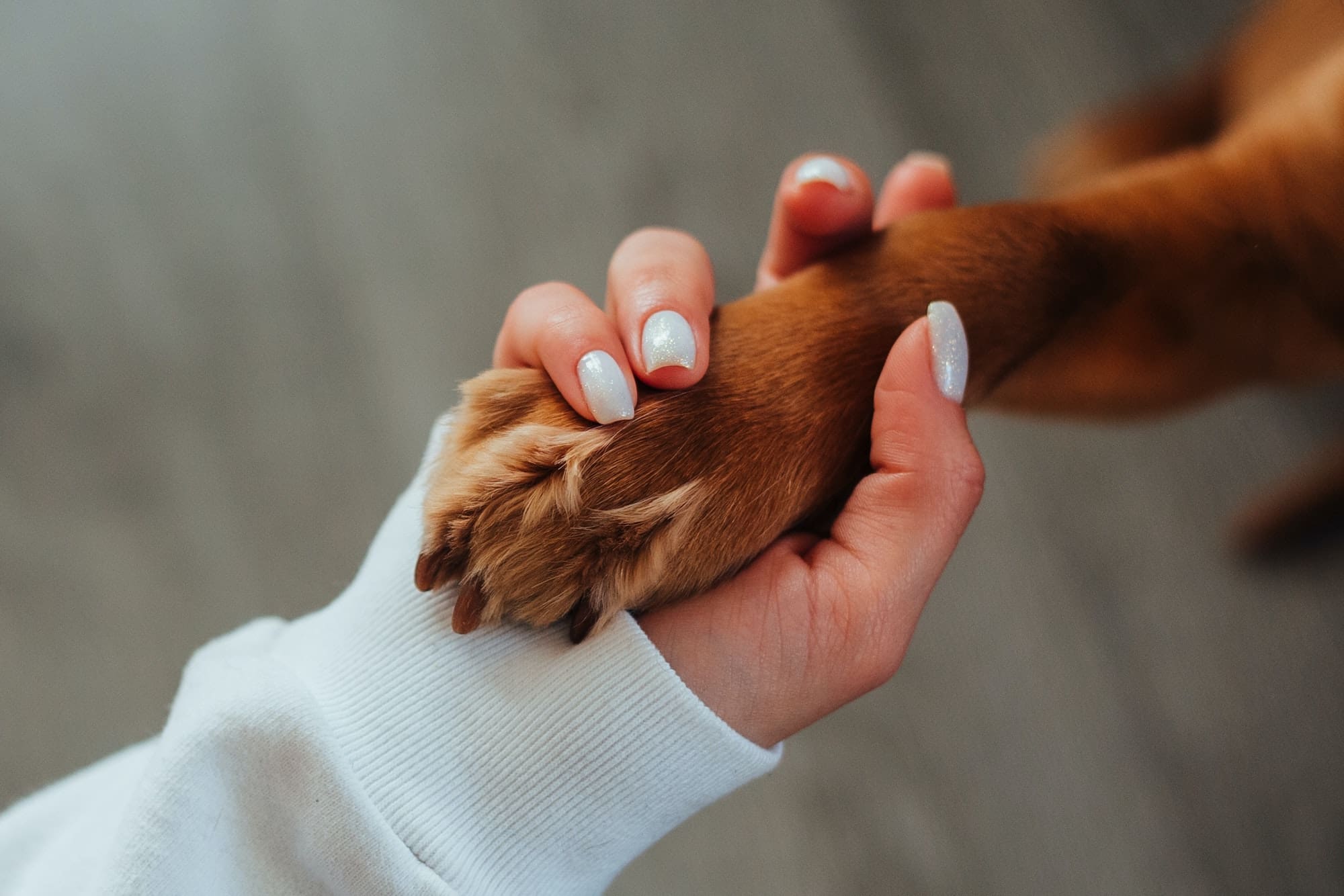 Photo of woman holding dog paw from Pexels by Ivan Babydov
